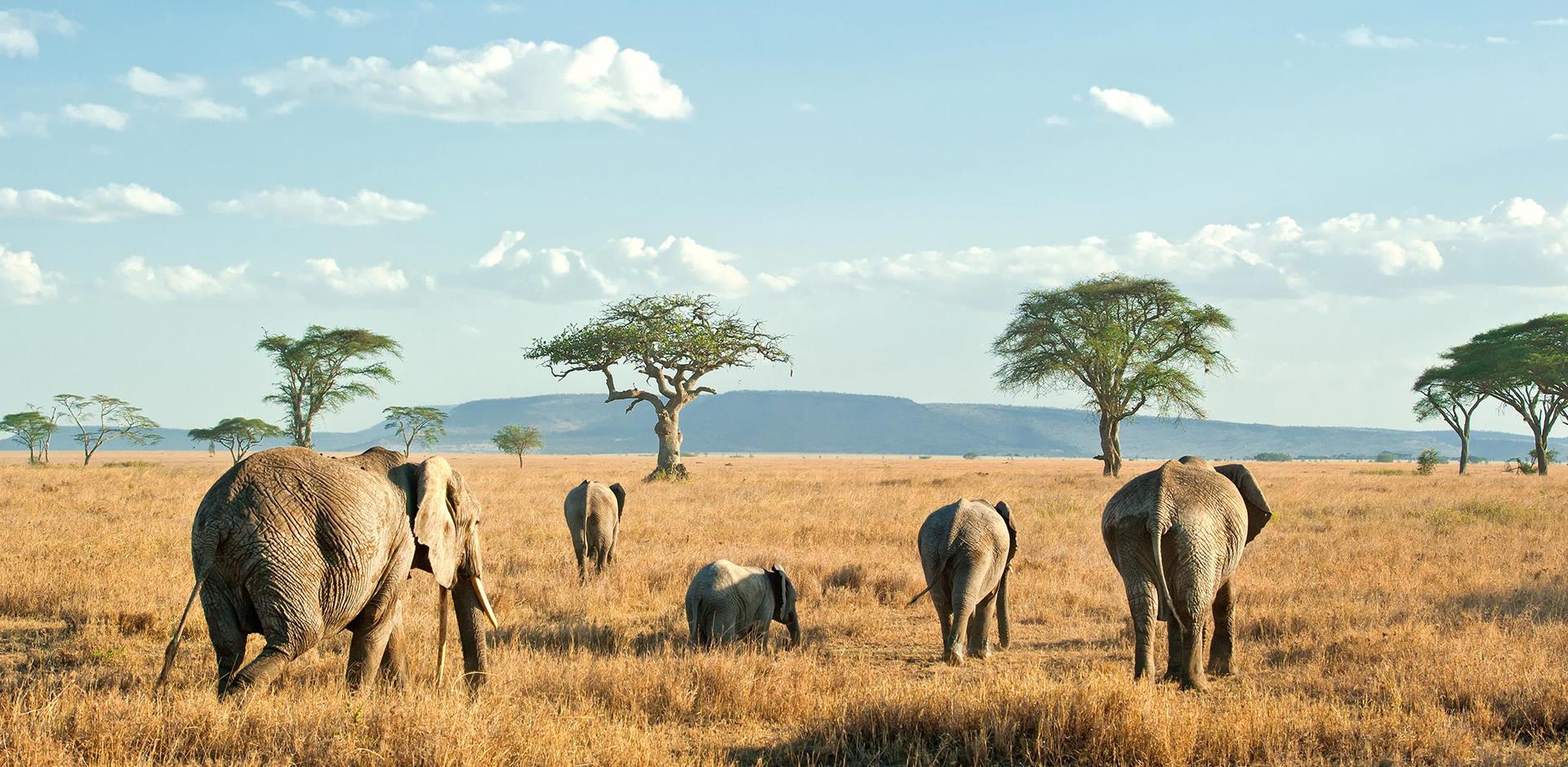tanzania 0001 tanzania serengeti national park shutterstock 82512277